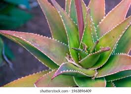 Image result for Asphodelaceae