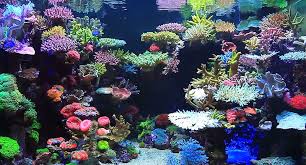 Video Still From Youngil Moon S Video Reef Tank Aquarium Reef Aquascaping Reef Tank Aquascaping Saltwater Aquarium Fish