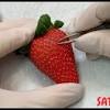 The most crucial factor to know is that strawberry plants need a lot of. 1