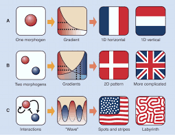 Bildergebnis für Turing pattern