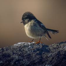 Disposable cameras and Kodak film at Cape Flattery