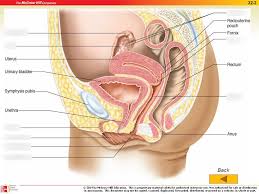 So you want to learn entity relationship diagrams? Female Reproductive System Diagram Quizlet