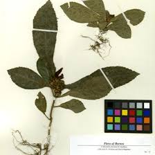 Image result for Pycnostachys reticulata