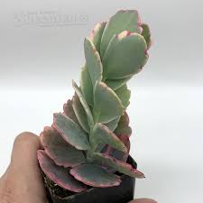 Image result for Kalanchoe fedtschenkoi