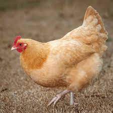 The first exception is buff orpington roosters with very large combs. Buff Orpington Started Chickens