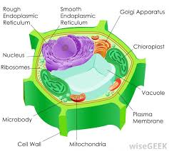 What does a eukaryotic cell have that a prokaryotic cell does not? What Are Eukaryotic Cells With Pictures