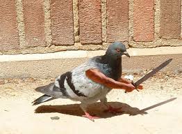 Birds With Human Arms Birds With Arms Funny Animal Pictures Animal Pictures Funny Animal Videos