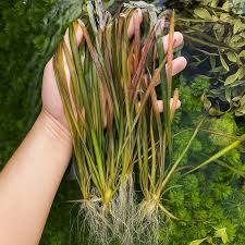Image result for Vallisneria