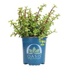 Image result for Aframomum wuerthii