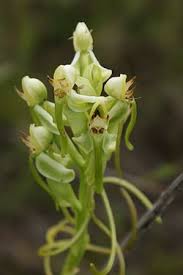 Image result for Habenaria epipactidea