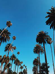 Designer fabrics, designer wallpaper, home décor Worm S Eye View Of Trees Photo Free Blue Image On Unsplash