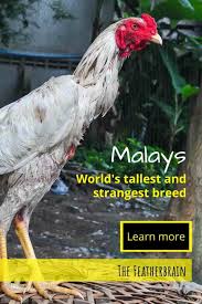Malay game birds for sale. Malay Chickens The World S Tallest And Strangest Chicken Breed The Featherbrain