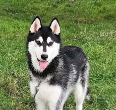 Husky puppy potty training advice. Boomer 1 2 Year Old Male Alaskan Malamute Cross Siberian Husky Available For Adoption