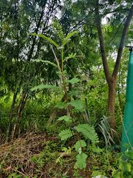 Image result for Sesbania