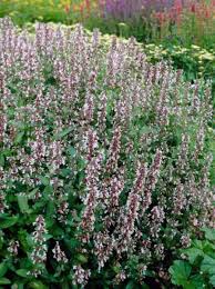 Hier kaufen sie reduzierte, günstige und geräumige volieren und käfige zum besten preis. Nepeta Grandiflora Dawn To Dusk Katzenminze Gunstig Kaufen