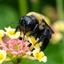 Nature's way provides carpenter bee pest control programs in ny & vt. Carpenter Bees Removal In Illinois By Schopen Pest Solutions