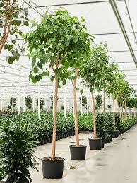 Image result for Ficus religiosa