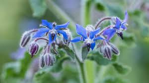 Check spelling or type a new query. Flowers In The Garden Our Eco Lifestyle Block In Nz