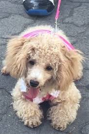 This pup is a light red, auburn underneath. Poodle Dry Skin Issues And Top Remedies