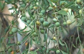 Image result for Boscia salicifolia