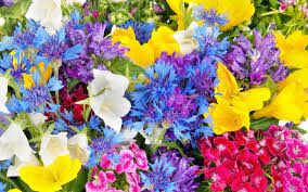Mystery Science The Power Of Flowers Quiz Quizizz