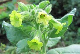 Pin On North American Wildflowers