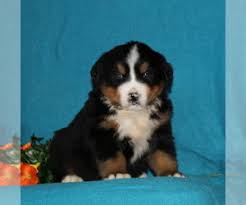 Bernese mountain dog breed health, training, breeder referrals, rescue information and education for berner puppy buyers, owners, breeders, of bernese mountain dogs. Bernese Mountain Dog Puppies For Sale Near Front Royal Virginia Usa Page 1 50 Per Page Puppyfinder Com