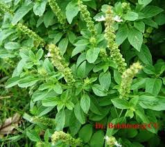 Image result for Ocimum angustifolium