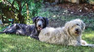 Il cane fonnese è un cane endemico della sardegna; Cane Fonnese Caratteristiche E Allevamento Wamiz