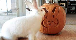 Check spelling or type a new query. Rabbit Ramblings Bun O Lanterns Bunny Pumpkins For Halloween