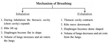 Life Processes Class 10 Notes Science Mycbseguide Cbse