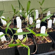 Image result for Bulbophyllum falcatum