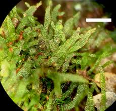 Image result for Hymenophyllum capillare