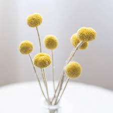 We did not find results for: 20pcs Home Decoration Dried Flowers Natural Round Yellow Billy Balls Wedding Flowers Bouquet Artificial Dried Flowers Aliexpress