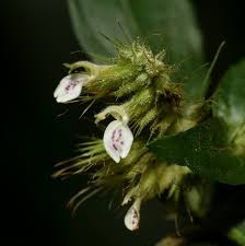 Image result for Monothecium