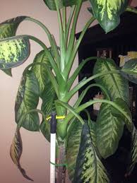 Dumb Cane Plant Dieffenbachia Amoena This Appears To Be A Dumb Cane Plant One Of The World S Favorite Housepla Plant Identification Plants Container Plants