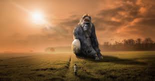 The position of gigantopithecus in the evolutionary tree of life is uncertain, although among modern apes they may be most closely related to the orang utan. World S Largest Ape Gigantopithecus Blacki That I Didn T Know