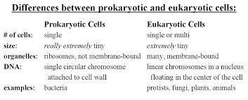 Homeschooler S Resources Apologia Biology Module 3 Kingdom Protista Part Apologia Biology Biology Apologia