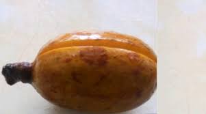 Image result for Pycnanthus