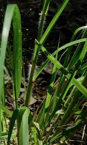 Image result for Eragrostis habrantha