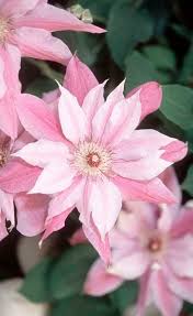 100 clematis seeds clematis florida garden flowers s089. 25 Pink White Clematis Seeds Perennial Flower Garden Hardy Plumeria Seed Summer Beautiful Flowers Clematis Flower Clematis Plants Garden Flowers Perennials
