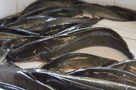 Di video kali ini saya nak kongsikan cara bagi makan ikan keli agar cepat besar dapatkan. Hati Hati Beli Ikan Keli Di Pasaran Elak Sumber Diragui Semasa Mstar