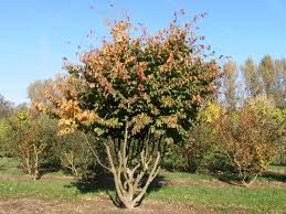 Parrotia Persica Persische Parrotie Eisenholz Van Den Berk Baumschulen Wurzelsystem Gartnerei Baumschule