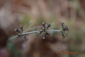 Image result for Commicarpus helenae