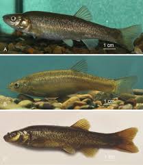 Image result for Rytigynia ruwenzoriensis