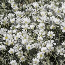 Image result for Cerastium afromontanum
