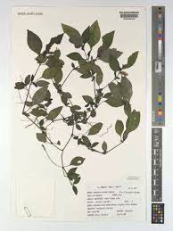 Image result for Monothecium