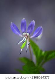 Image result for Cleome rutidosperma