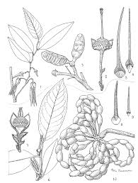 Image result for Xylopia acutiflora