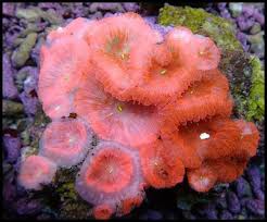 Colored Big Polyp Blastomussa Coral2 Reef Tank Color Polyp